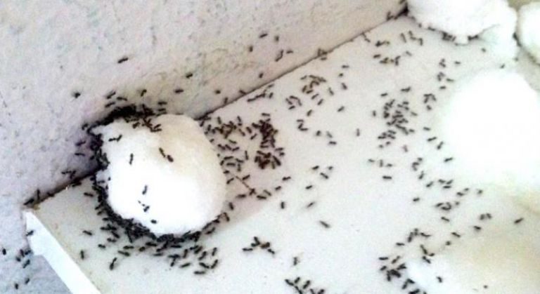 Débarrassez-vous des fourmis grâce à ces astuces 100% naturelles mais efficaces