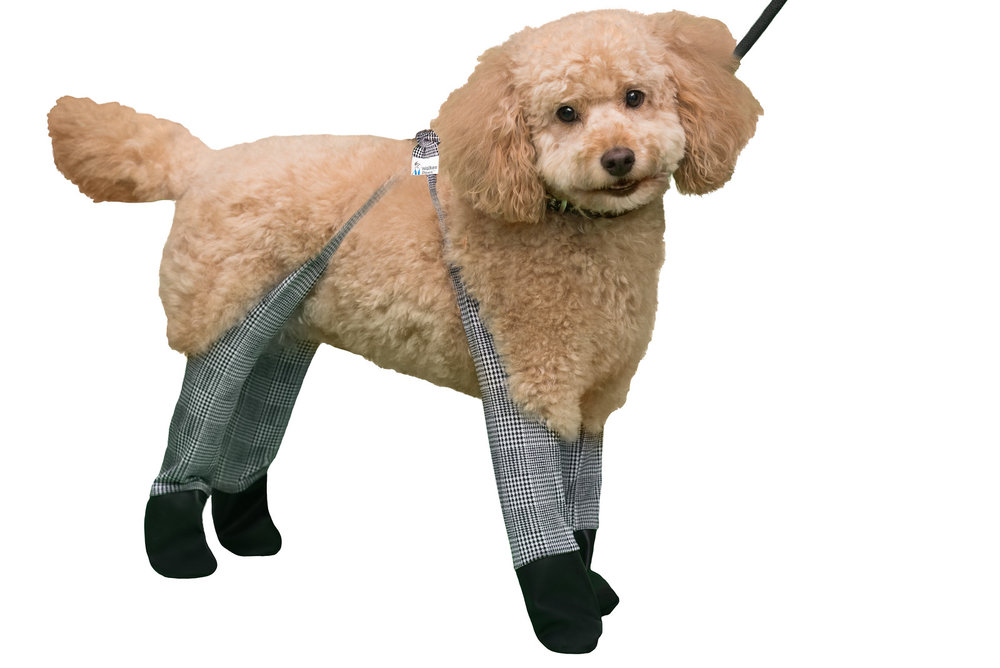 Ces leggings pour chien protégeront les pattes de votre toutou du froid cet hiver
