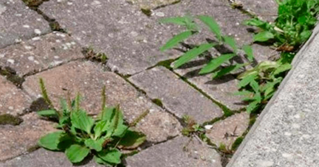 Une Recette De D sherbant Naturel Qui Enl vera Toutes Les Mauvaises 