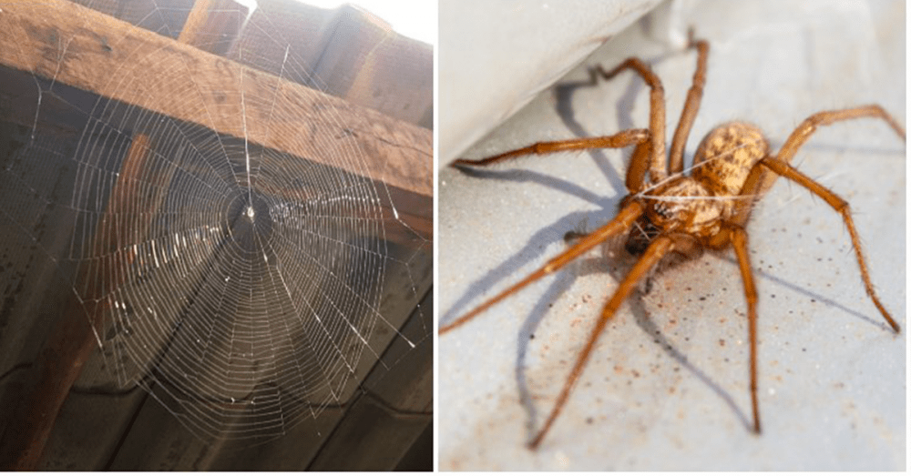 Un scientifique explique pourquoi il ne faut jamais tuer une araignée