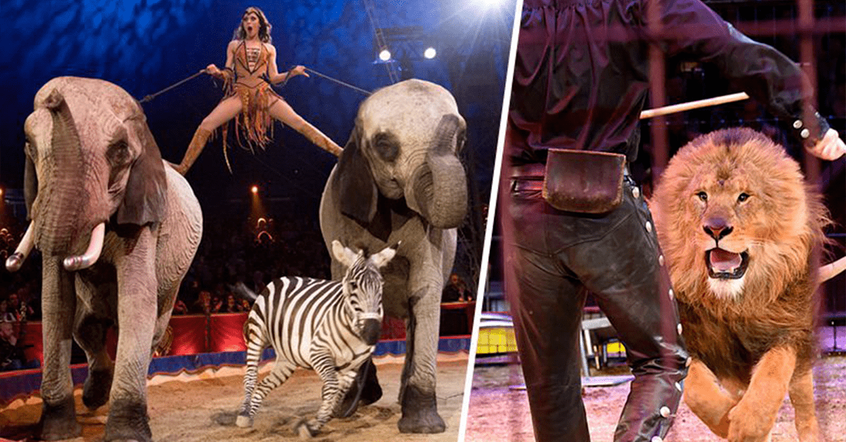 Les cirques avec des animaux sauvages bientôt interdits au