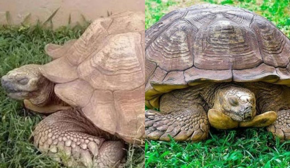 La Plus Vieille Tortue Du Monde 344 Ans La plus vieille tortue « Alagba » au monde vient de décéder