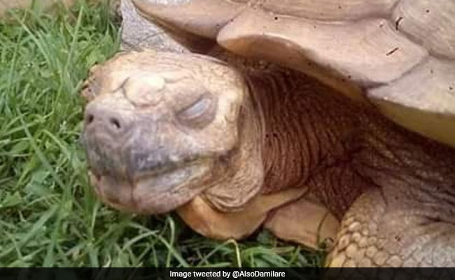 La Plus Vieille Tortue Du Monde 344 Ans La plus vieille tortue « Alagba » au monde vient de décéder
