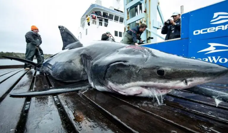 Un énorme requin blanc s’est fait croquer la tête par un prédateur encore plus grand