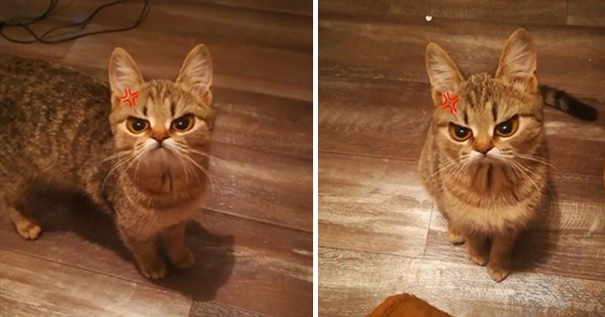 Angry Cat Le Nouveau Filtre Snapchat Pour Votre Chat Qui Va Vous Faire Rire