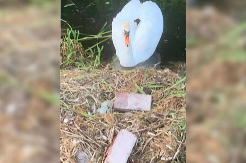 Une femelle cygne en train de mourir après que ses oeufs aient été écrasés par des adolescents en Angleterre