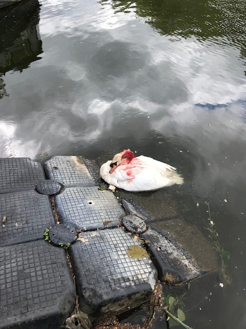 Un cygne blessé par des jets de pierres dans le canal de Manchester