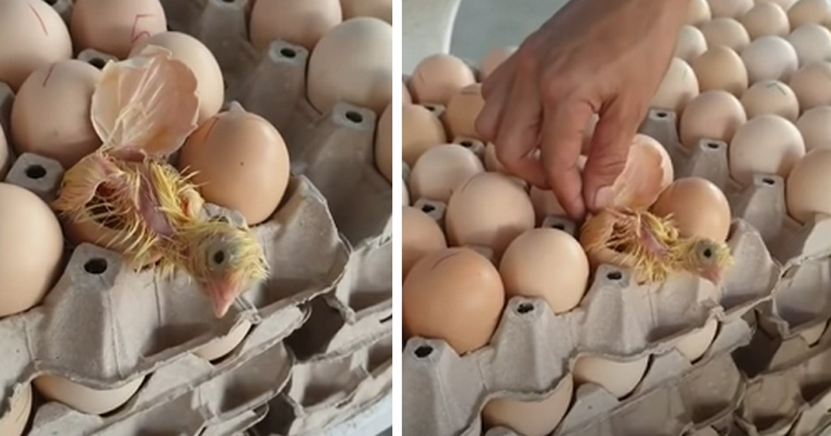 Un Poussin Sort Dun Oeuf Qui Sappr Tait Tre Vendu En Magasin