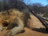 La chasse en boîte est une pratique très courante en Afrique du Sud.