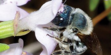 réapparition abeille bleue Florise osmia calaminthae