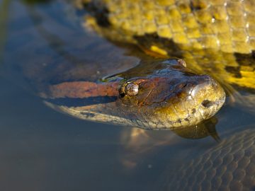 Le serpent n'a montré aucun signe d'hostilité envers les deux plongeurs.