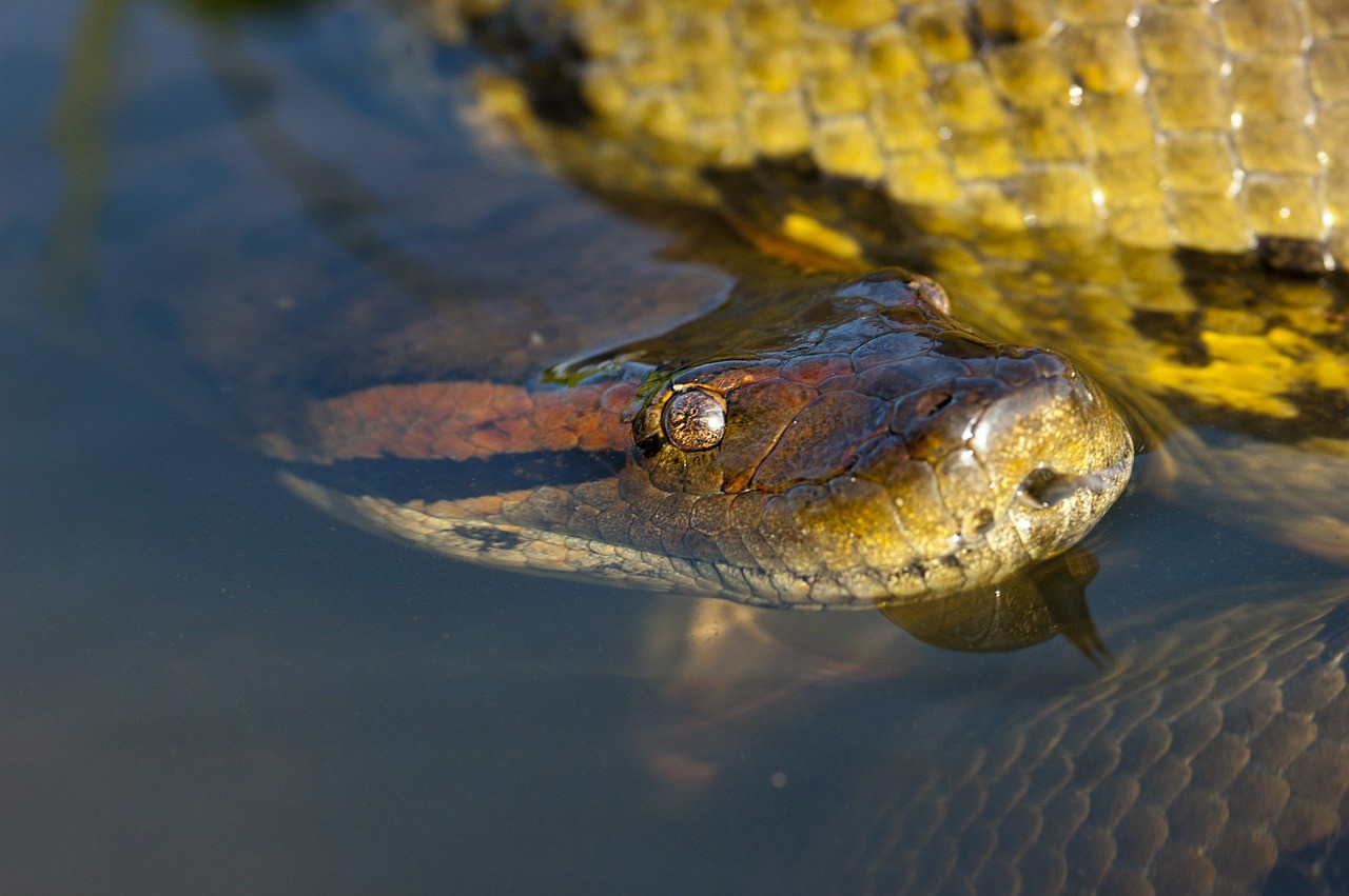 Br sil Des Plongeurs Se Retrouvent Nez Nez Avec Un Anaconda G ant De 