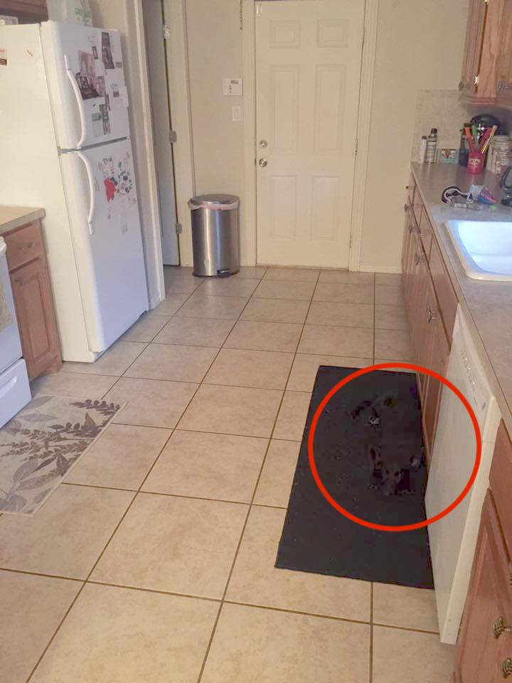 chienne invisible solution