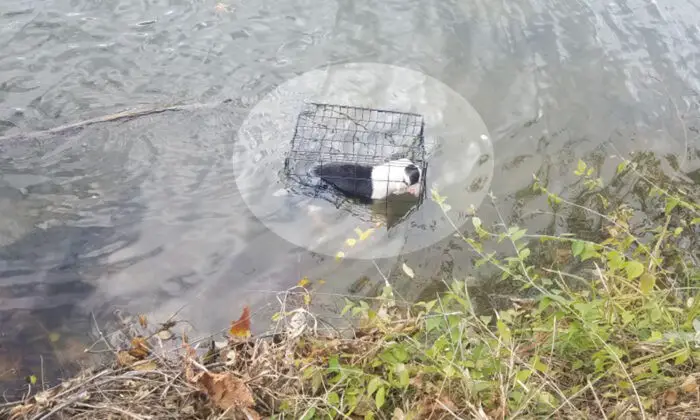 l'homme a sauvé ce chien en cage cruellement jeté dans un lac de l'Illinois