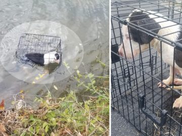 un homme sauve et adopte un chien jetée à l'intérieur d'une cage dans un lac