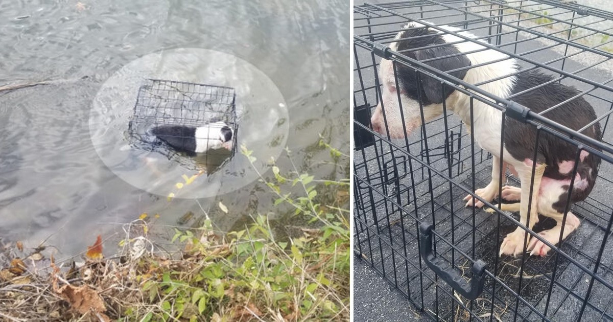 un homme sauve et adopte un chien jetée à l'intérieur d'une cage dans un lac