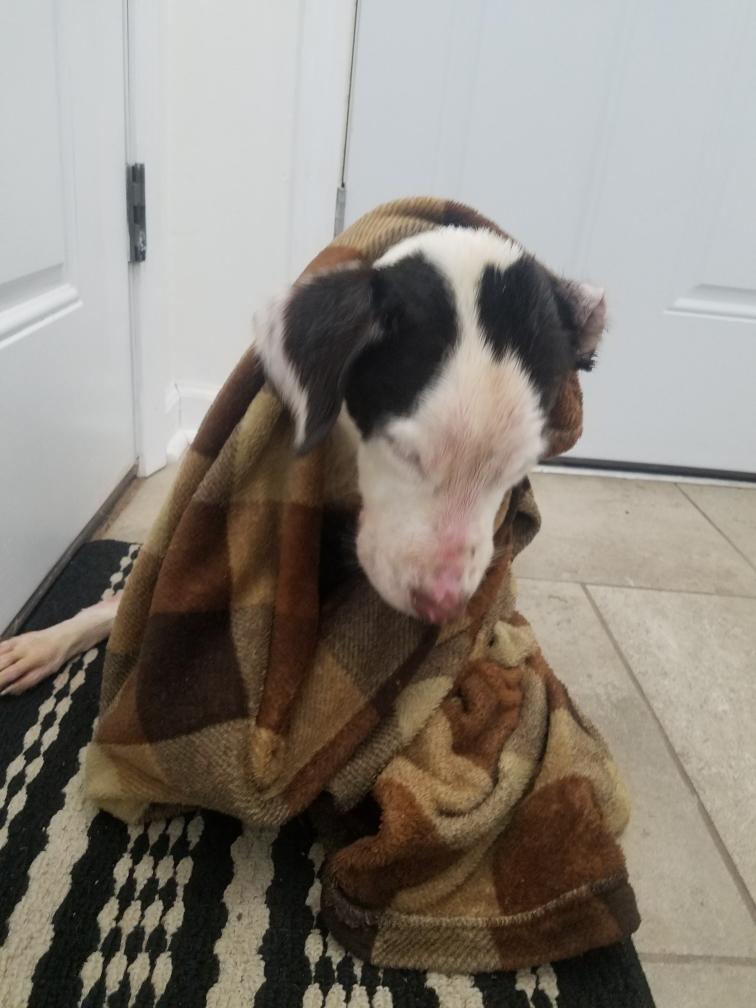la chienne Dory réchauffée à l'aide de couvertures en laine après la tentative de noyade