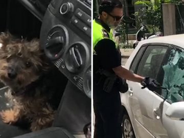police sauvetage chien enfermé voiture sous 40°C