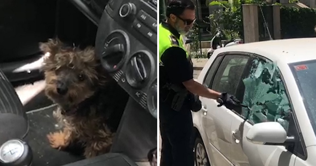 police sauvetage chien enfermé voiture sous 40°C