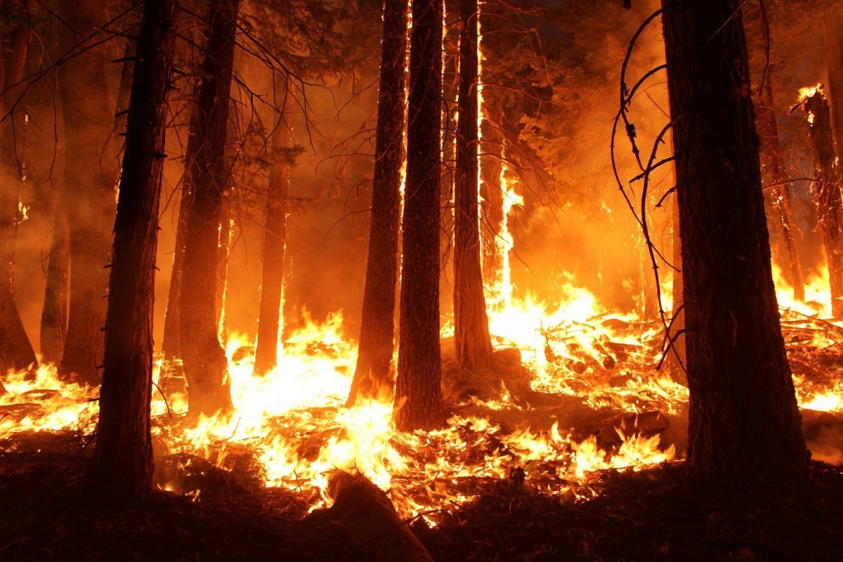 D'intenses feux de forêt ravagent la Sibérie.