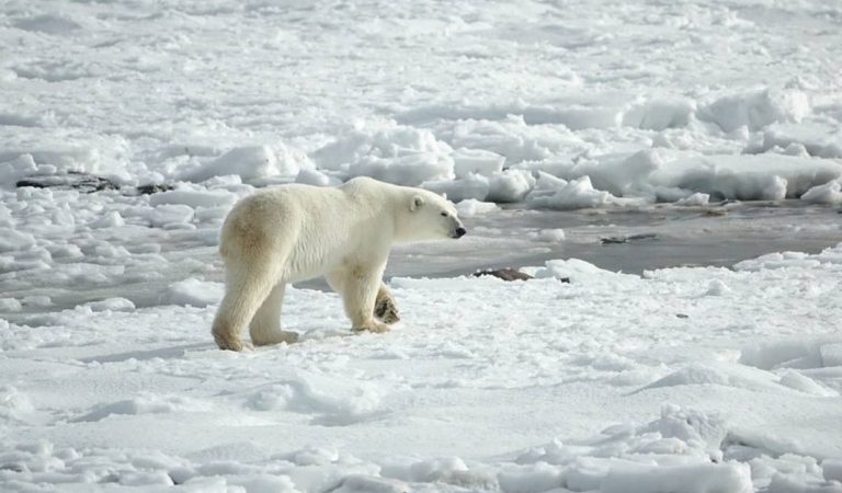 Le réchauffement climatique s’accélère : fontes des glaces record et incendies en Arctique, rien ne va plus (Vidéo)