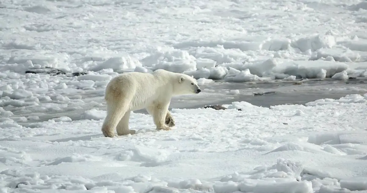 Un ours polaire marchant sur la banquise qui fond en Arctique.