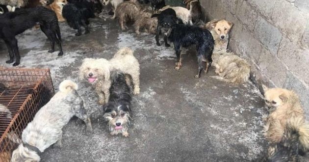 Des chiens sauvés d'un abattoir clandestin de Yulin