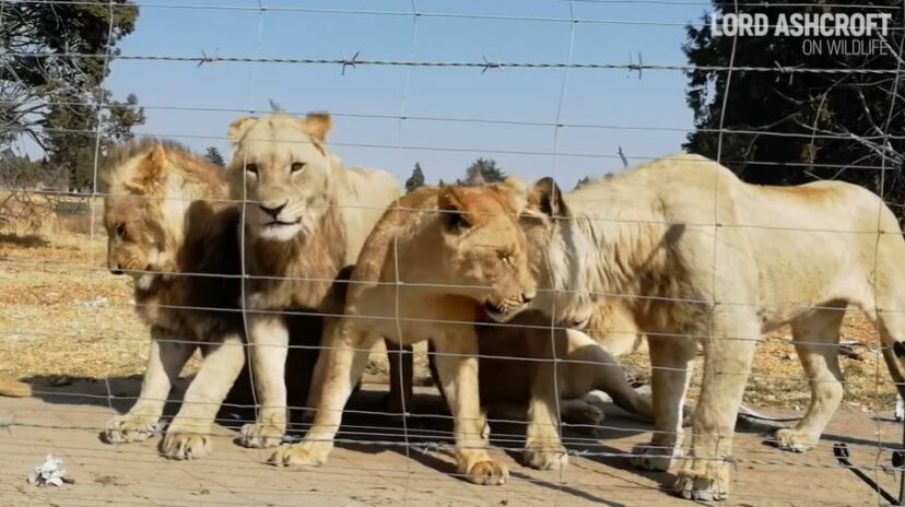 Les lions sont mal nourris et seront drogués pendant la chasse. 