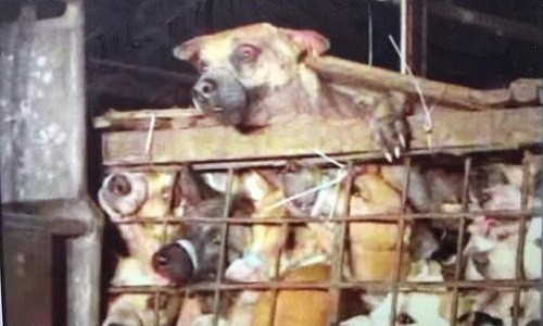Des chiens mis en cage lors du festival de Yulin, en Chine.