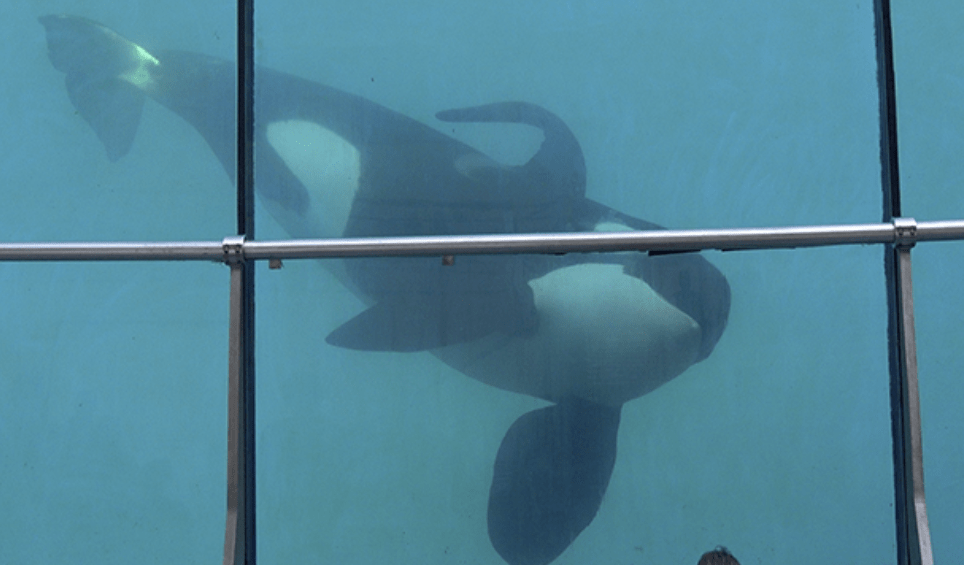 Inouk, dans son bassin à Marineland.