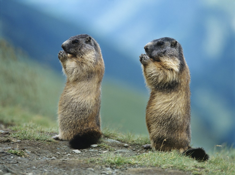 Des marmottes en Mongolie.