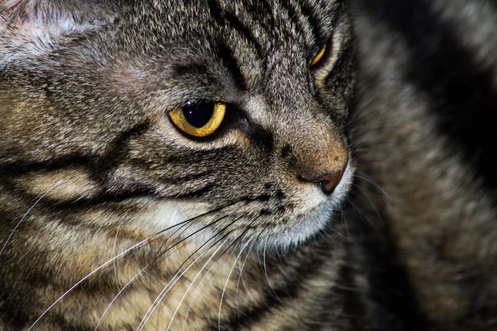 Un chat a contracté une forme rare de rage en Toscane.