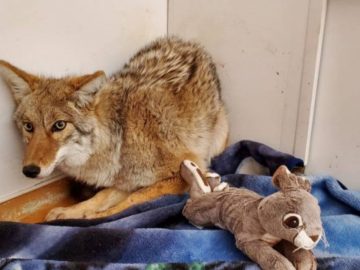 Le coyote renversé au Canada.