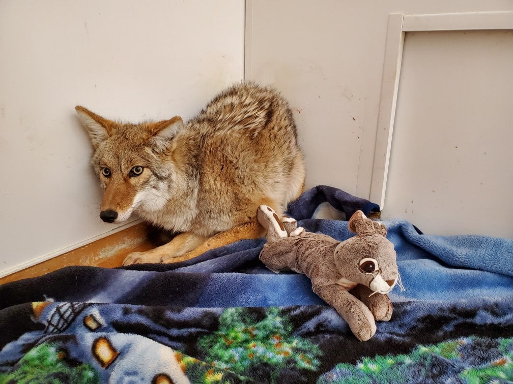 Le coyote en train d'être soigné après avoir été renversé.