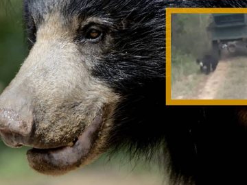 Un ours lippu, en Inde.