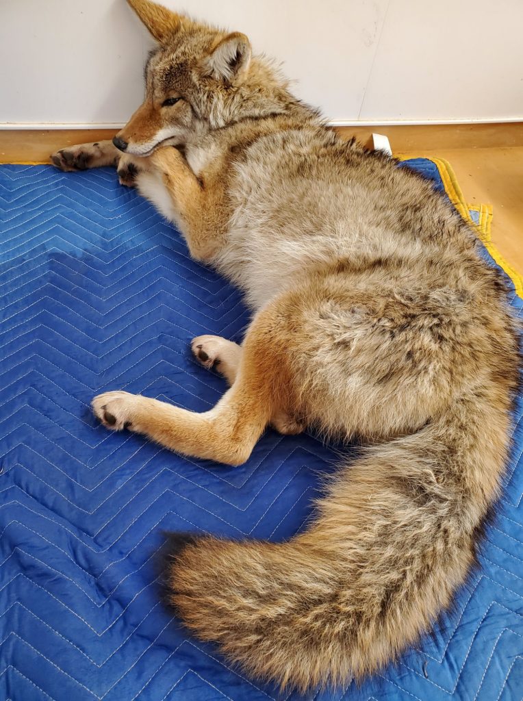 Le coyote allongé sur une couverture.