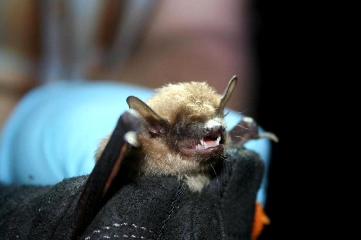 Une chauve-souris atteinte du Lyssavirus.