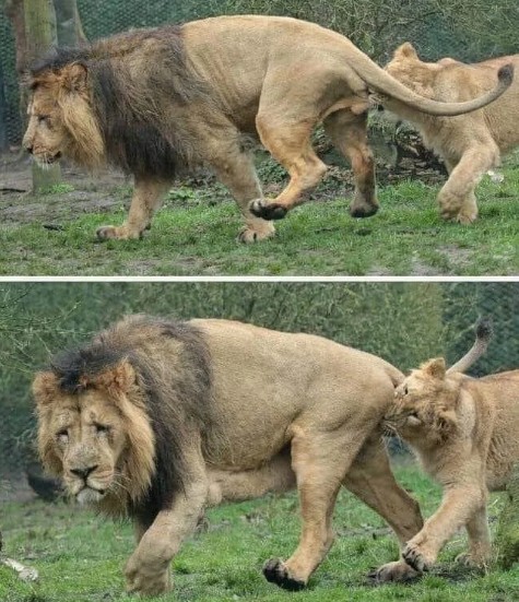 La lionne en train de mordre les testicules du lion.