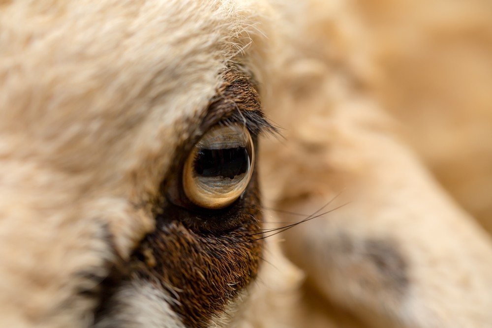 Un oeil de mouton