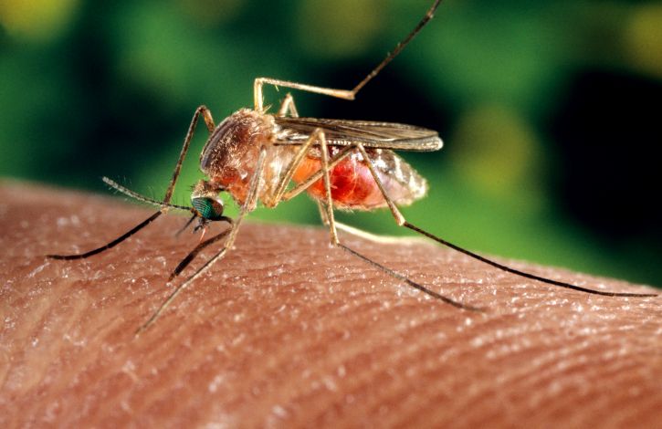 Un moustique piquant un humain.