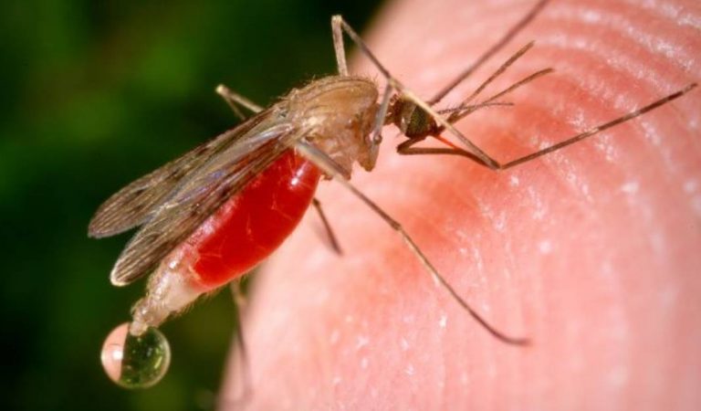 Covid-19 : les moustiques peuvent-ils transmettre le virus?