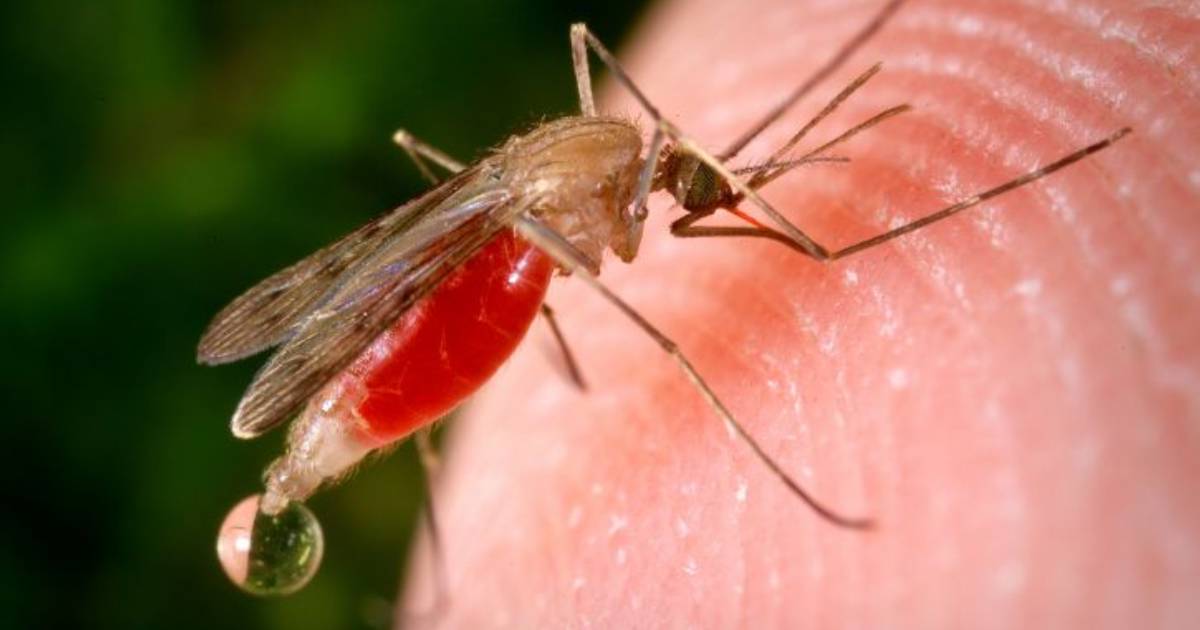 Covid-19 : les moustiques peuvent-ils transmettre le virus?