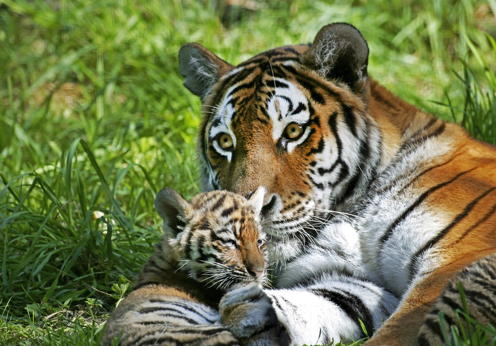 Un tigre et ses petits.