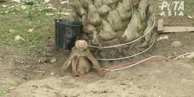 Un singe enchaîné en Thaïlande.