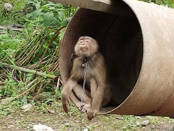 Un singe en Thaïlande.