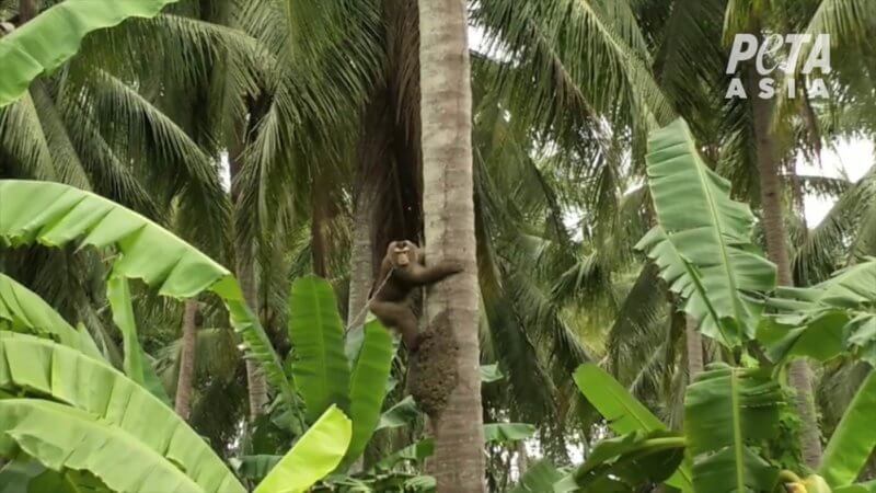 Un singe cueillant une noix de coco en Thaïlande.