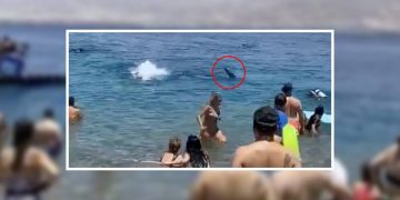 Un requin baleine s'approchant de la plage d'Eilat.