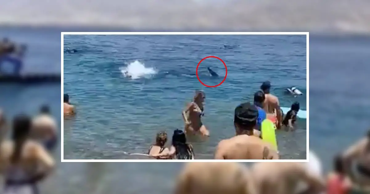 Un requin baleine s'approchant de la plage d'Eilat.