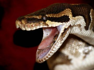 Un serpent brun en Australie.