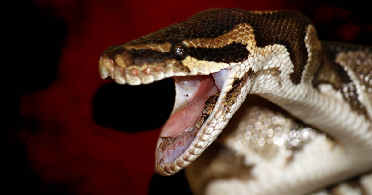 Un serpent brun en Australie.